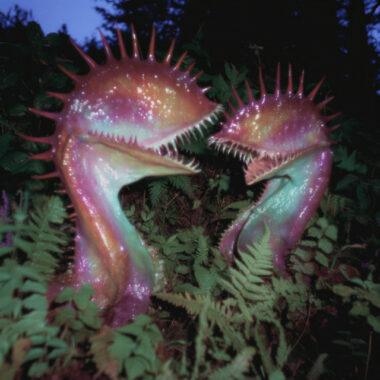 Vjèze Fur - So Cool