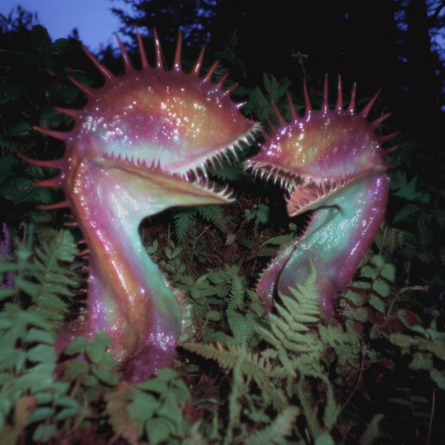 Vjèze Fur - So Cool